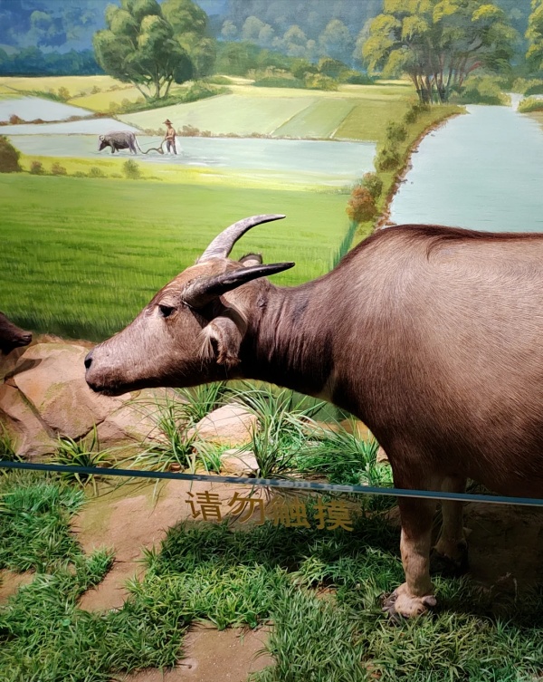 华南农业博物馆——大地文明的诗篇
